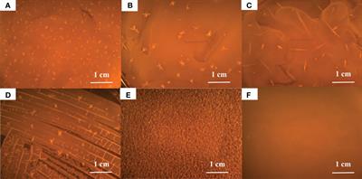 Biomineralization of struvite induced by indigenous marine bacteria of the genus Alteromonas